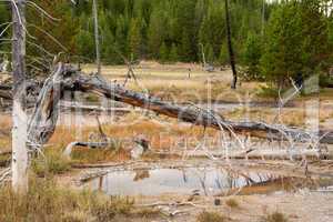 Yellowstone Nationalpark, Utah, USA