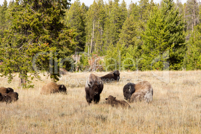 Yellowstone Nationalpark, Utah, USA