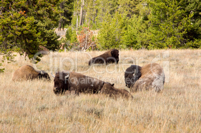 Yellowstone Nationalpark, Utah, USA