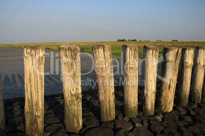 Holzpfähle in der Abendsonne