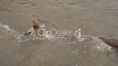 Muddy river flowing over log.