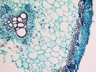 Cucurbita stem micrograph