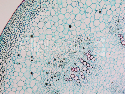 Mulberry micrograph