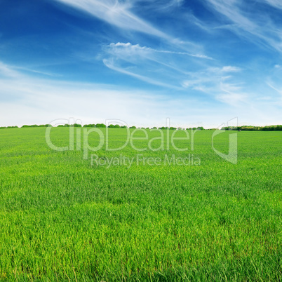 field and sky