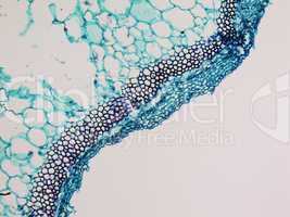 Cucurbita stem micrograph