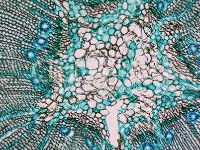 Pine Wood micrograph
