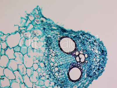 Cucurbita stem micrograph