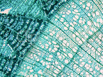 Tilia stem micrograph