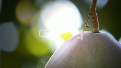 Mango fruit at tree close up.