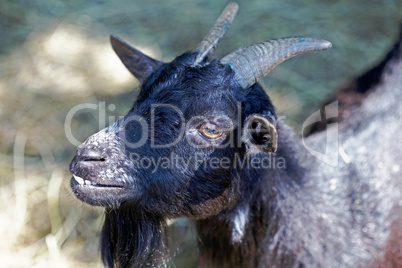 Portrait of a black goat close up on summer meadow