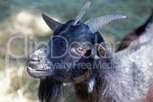 Portrait of a black goat close up on summer meadow