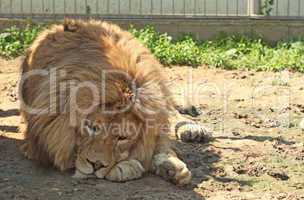 Lion lying in the zoo
