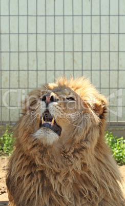 Lion watching in the zoo