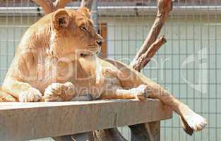 Lion lying in the zoo