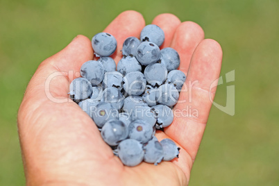 Man hands holding ripe blueberries