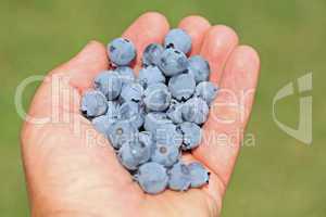 Man hands holding ripe blueberries