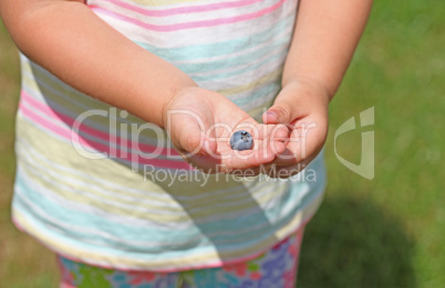Little girl's hands holding one piece of fresh blueberries