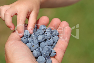 Man hands holding ripe blueberries