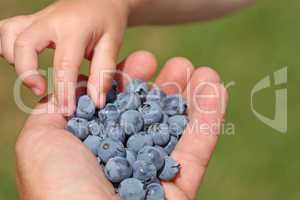 Man hands holding ripe blueberries