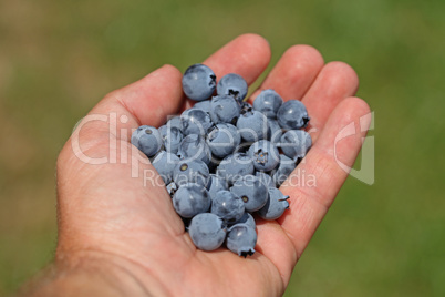 Man hands holding ripe blueberries