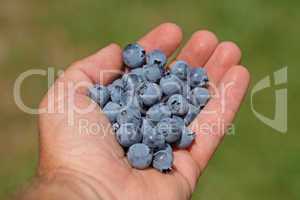Man hands holding ripe blueberries