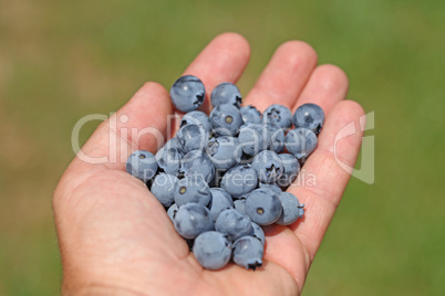 Man hands holding ripe blueberries