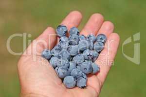 Man hands holding ripe blueberries