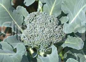 Green broccoli growing in soil on a bed of kitchen garden