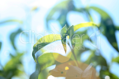 Green leaves with sun ray