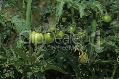 Flowers of tomato on the seedling