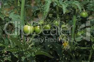 Flowers of tomato on the seedling