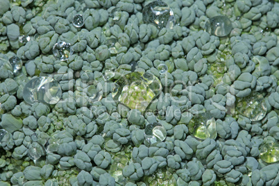 Fresh green broccoli flower in closeup