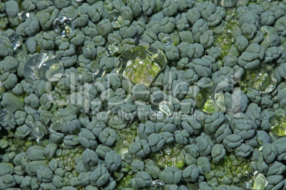 Fresh green broccoli flower in closeup