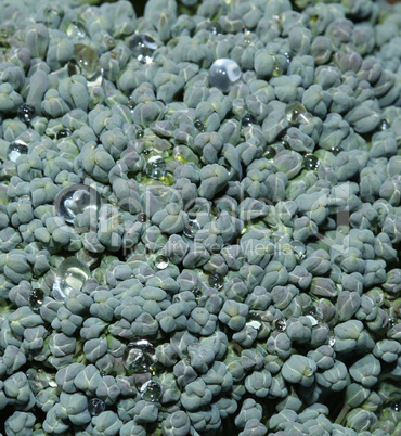 Fresh green broccoli flower in closeup