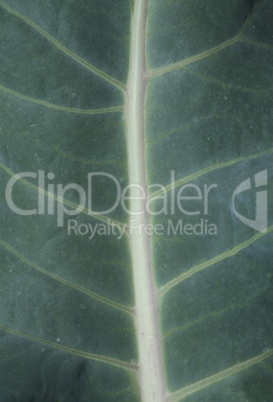 Dark green leaf background