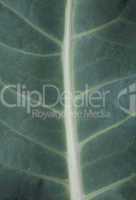 Dark green leaf background