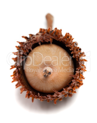 Acorn isolated on white background. Selective focus.