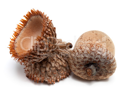 Acorns isolated on white background