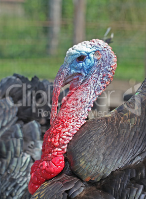 Dangerous black adult turkey is getting angry