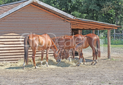 Horses eating next to a wooden house