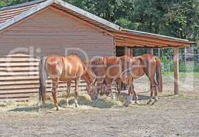Horses eating next to a wooden house