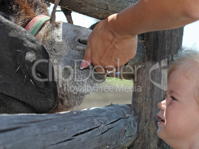 Little blonde girl and her mother feeding horses at the zoo