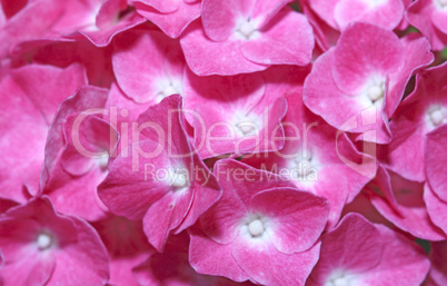 Group of pink flowers