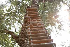 Ladder fixed on a big tree on a sunny summer day