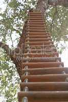 Ladder fixed on a big tree on a sunny summer day