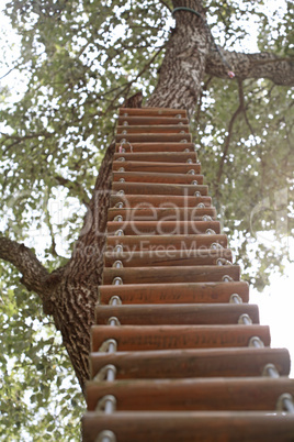 Ladder fixed on a big tree on a sunny summer day