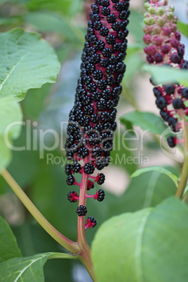 Ripe purple fruit of pokeweed