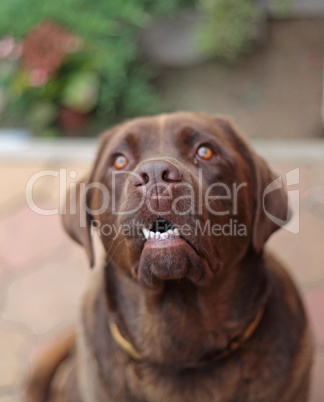 Adorable Chocolate Labrador Face