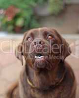Adorable Chocolate Labrador Face