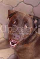 Adorable Chocolate Labrador Face